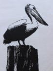 Pelican.jpg