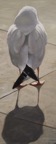 seagull.jpg